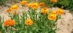 661x300Calendula